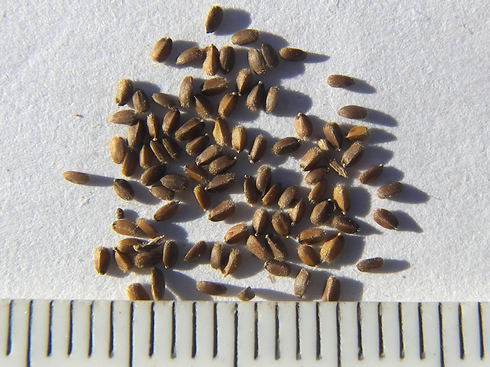 Image of Agastache rugosa specimen.