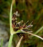 Cyperus fuscus