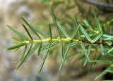 Juniperus oxycedrus. Верхушка побега. Испания, Центральная Кордильера, нац. парк Сьерра-де-Гуадаррама, гранитный массив La Pedriza, ок. 1400 м н.у.м. Январь.