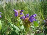 Prunella grandiflora. Верхушки побегов с соцветиями. Ульяновская обл., Карсунский р-н, окр. с. Теньковка, гряда мергелисто-меловых склонов к р. Урень и её правому притоку к северу и востоку от села. 7 июля 2015 г.