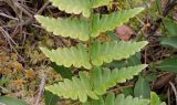 Dryopteris cristata