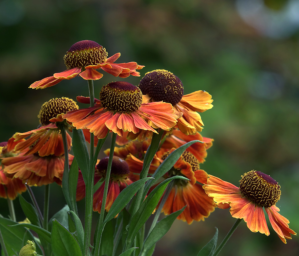 Изображение особи Helenium autumnale.