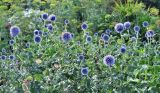 Echinops bannaticus