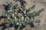 Mertensia maritima