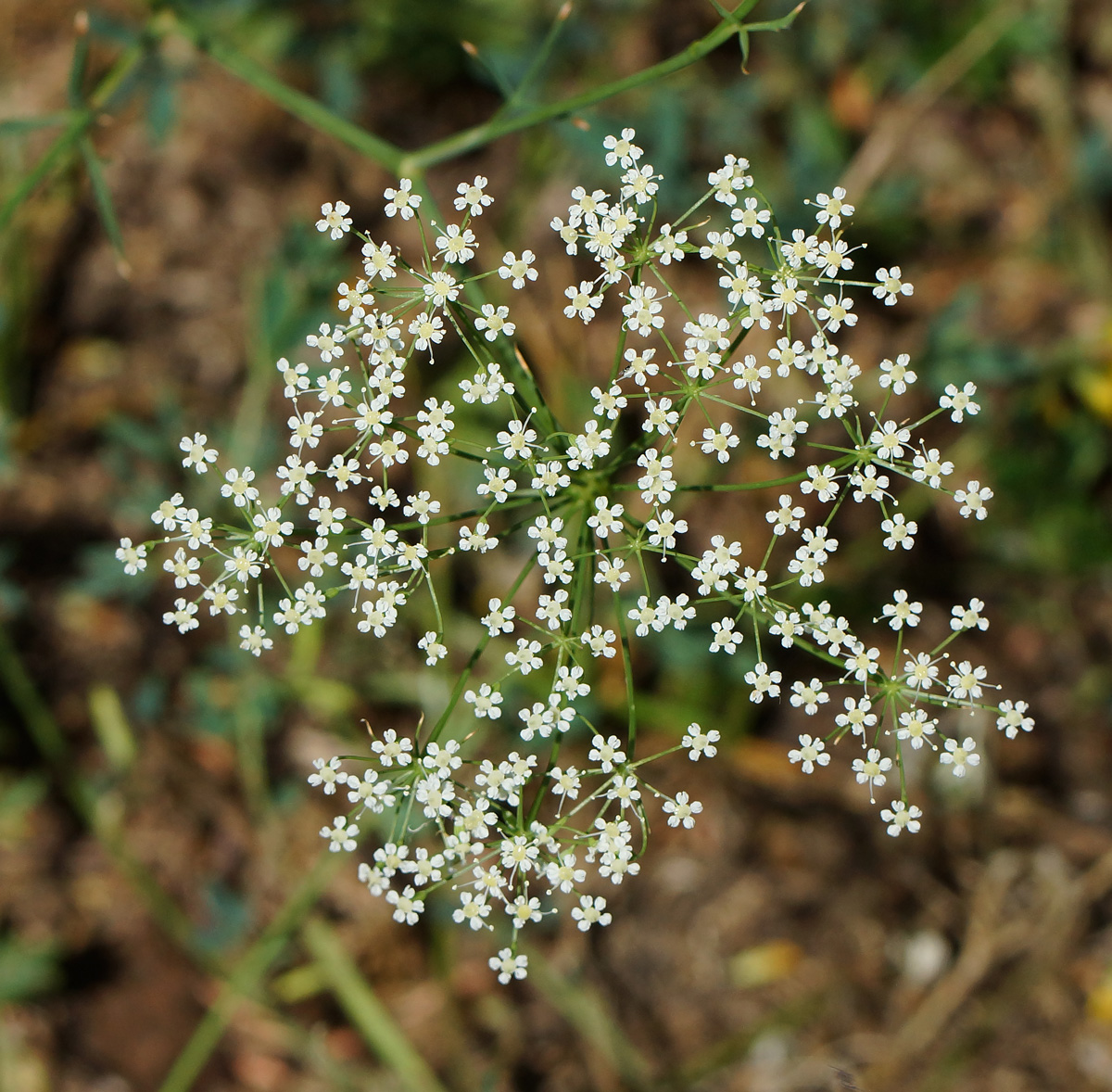 Изображение особи Falcaria vulgaris.