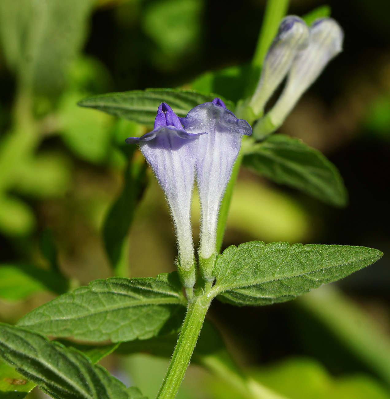 Изображение особи Scutellaria galericulata.