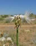 Scorzonera biebersteinii