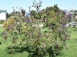 Buddleja davidii