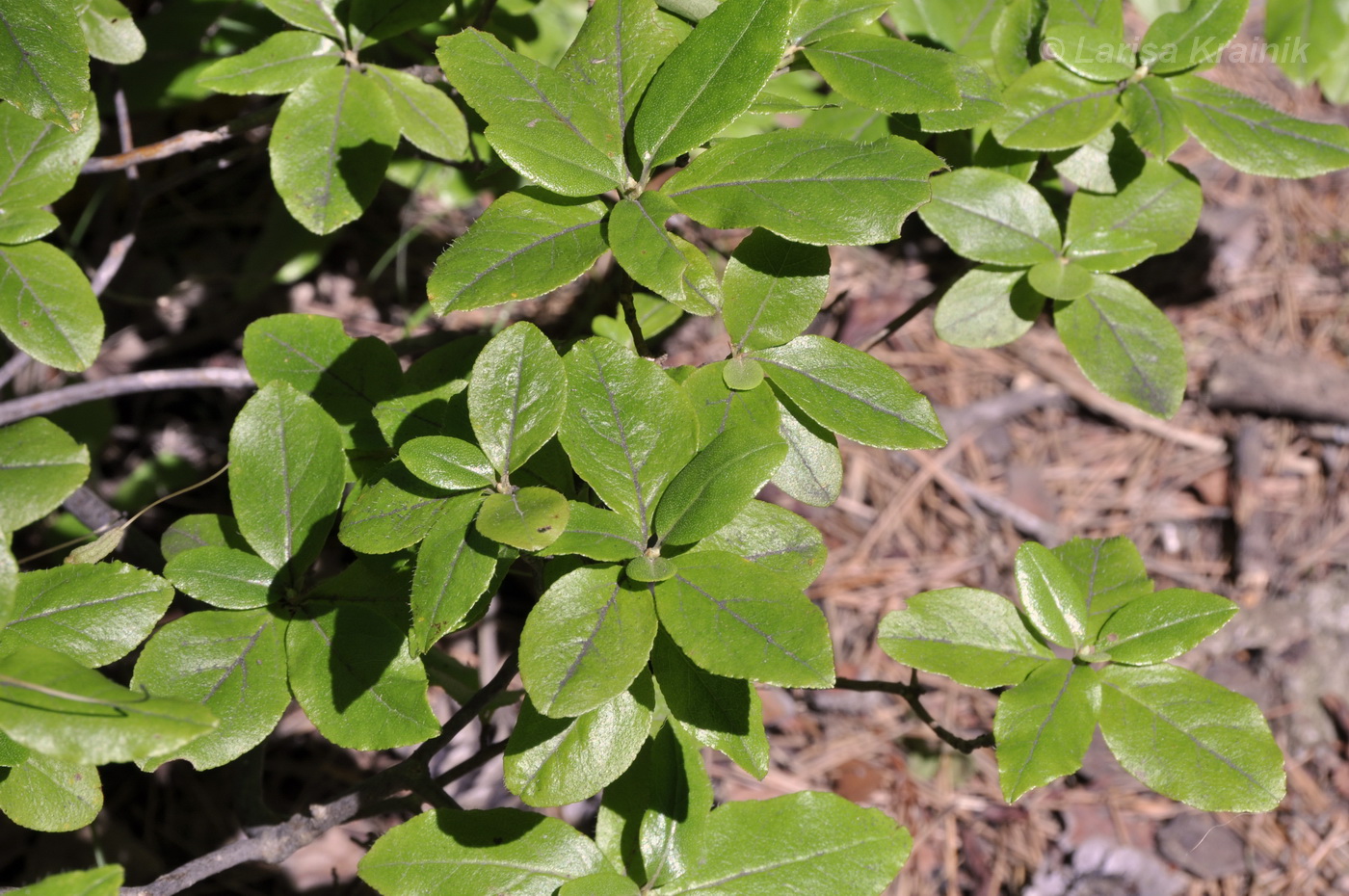 Image of Rhododendron mucronulatum specimen.