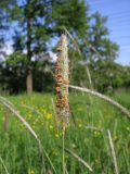 Alopecurus pratensis