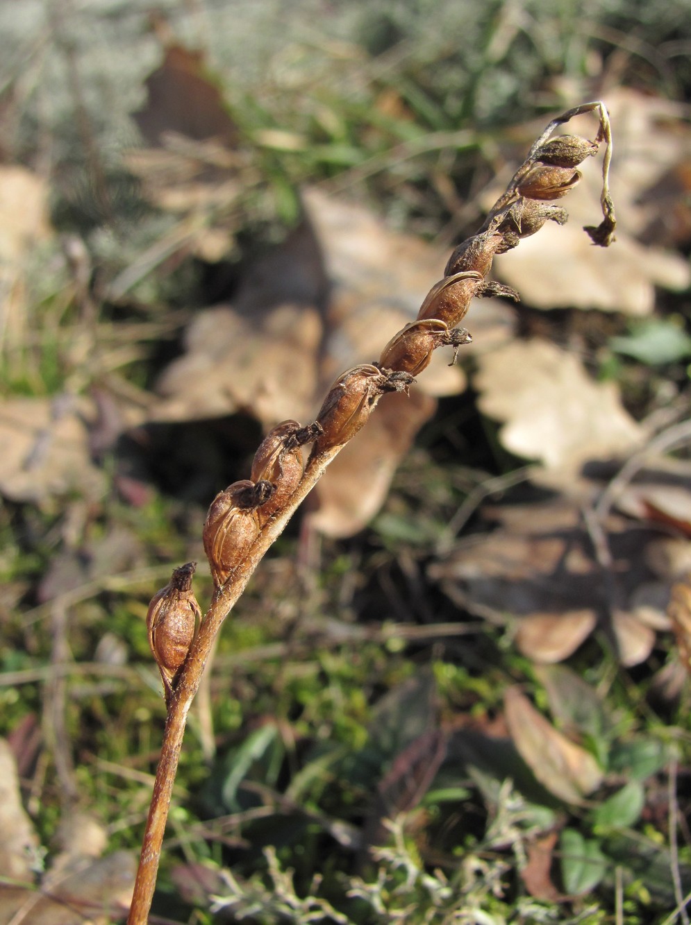 Изображение особи Spiranthes spiralis.