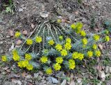 Euphorbia veneris