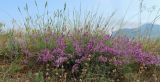 Astragalus tauricus