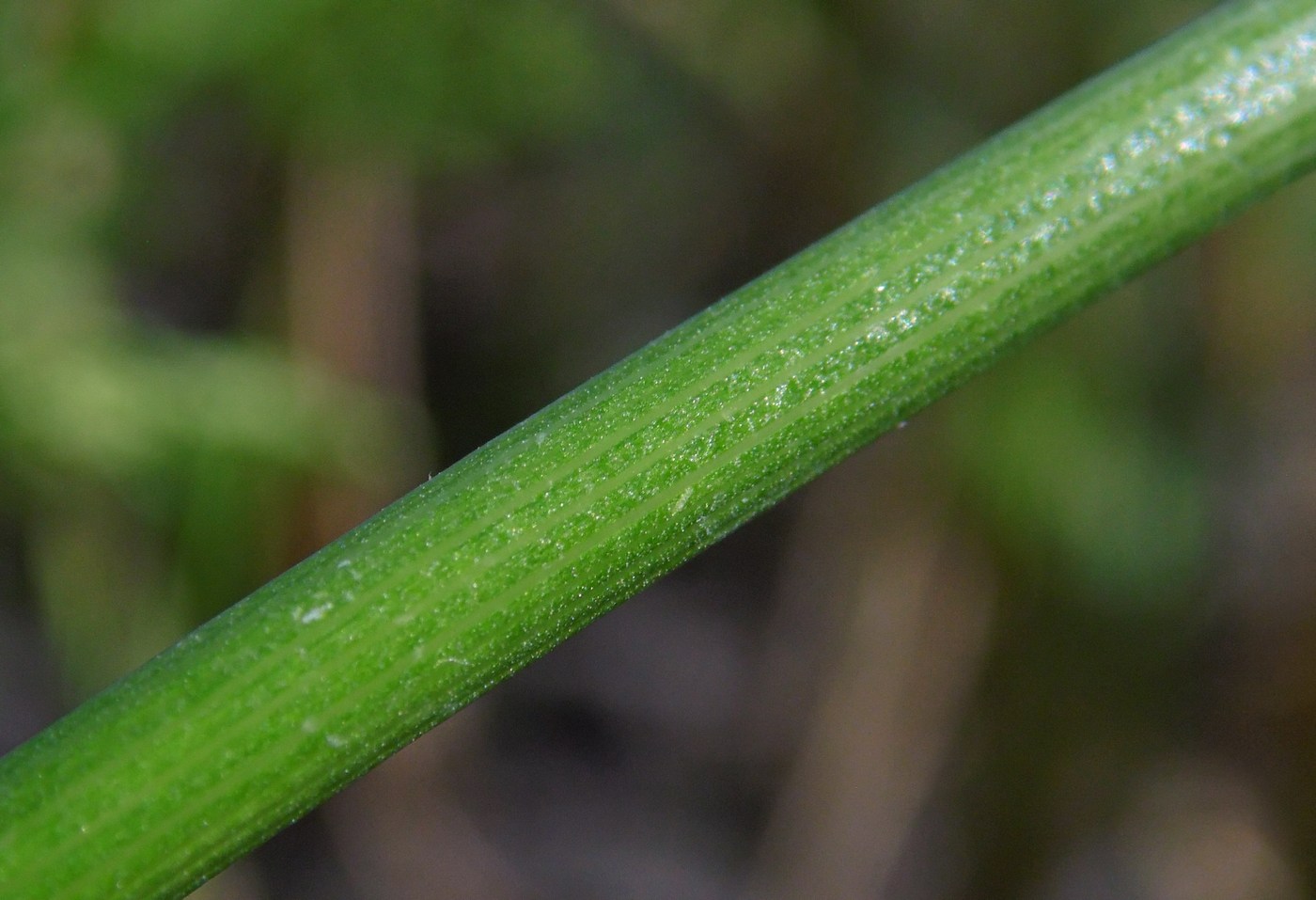 Изображение особи Petroselinum crispum.