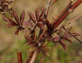 Sambucus racemosa