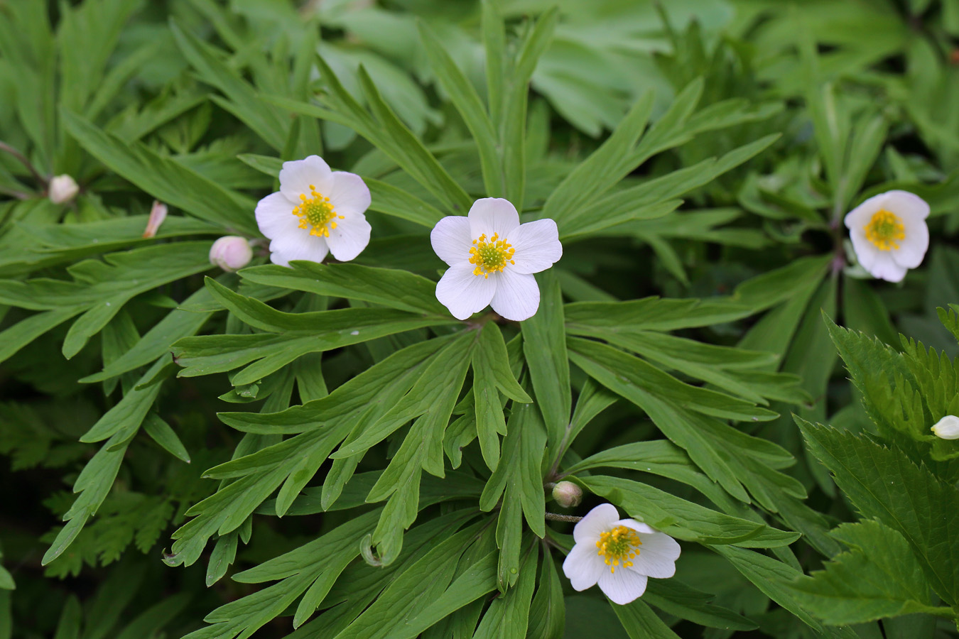 Изображение особи Anemone caerulea.