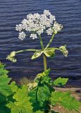 Heracleum sosnowskyi