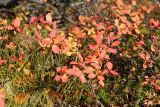 Vaccinium uliginosum ssp. microphyllum