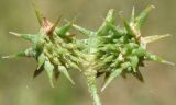 Ranunculus arvensis