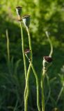 Papaver orientale. Верхушки побегов с незрелыми плодами. Пермский край, пос. Юго-Камский, частное подворье. 17 июня 2020 г.