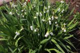 Leucojum aestivum