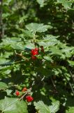 Ribes atropurpureum