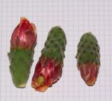 Opuntia tomentosa