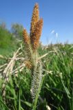 Carex acutiformis