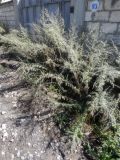 Artemisia absinthium