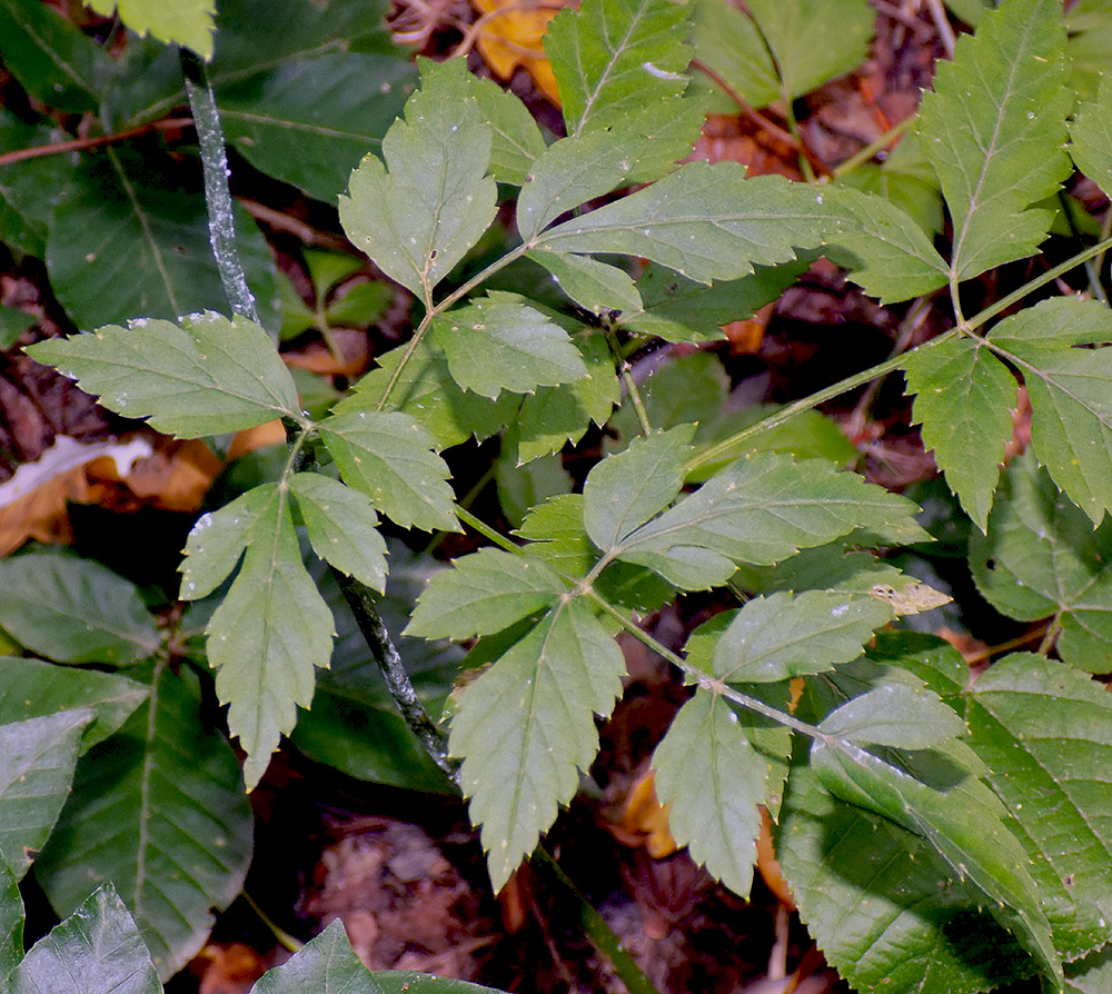 Изображение особи Angelica pachyptera.
