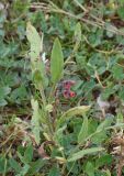 Cynoglossum officinale