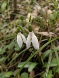 Galanthus woronowii. Цветки. Краснодарский край, городской округ Сочи, Хостинский р-н, Мацестинский лесопарк, широколиственный лес. 01.02.2024.