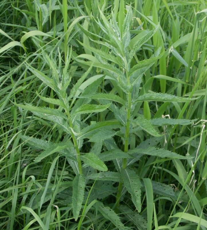 Image of Senecio paludosus specimen.