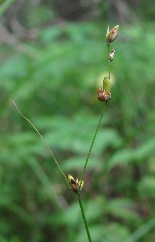 Изображение особи Carex disperma.