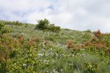 Linum lanuginosum