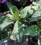 Heliotropium arborescens