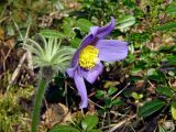 Pulsatilla patens