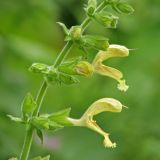 Salvia glutinosa