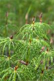 Equisetum sylvaticum