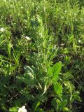 Senecio jacobaea