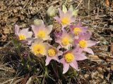 Pulsatilla patens