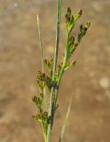 Juncus gerardi. Соцветие. Татарстан, Бавлинский р-н. 09.06.2014.