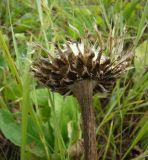 Stemmacantha serratuloides