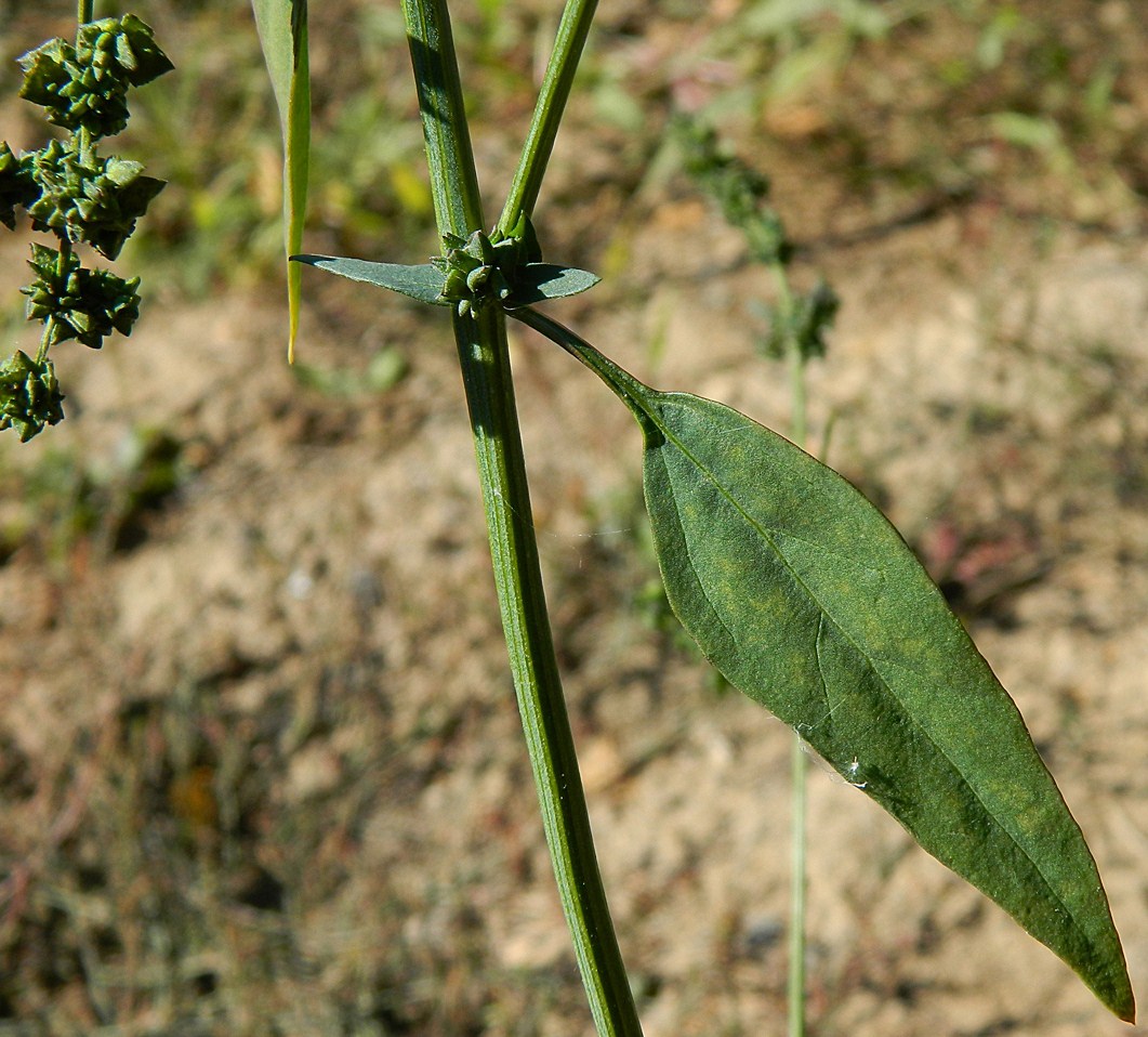 Изображение особи Atriplex patula.