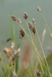 Sesleria caerulea. Верхушки побегов с соцветиями. Ленинградская обл., Гатчинский р-н, окр. пос. Пудость, заброшенный травертиновый карьер, луг у берега реки. 14.06.2015.