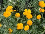 Eschscholzia californica