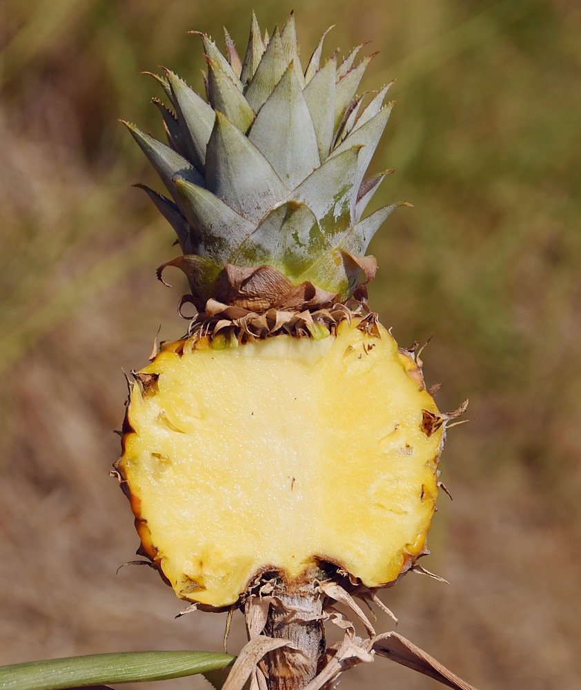 Image of Ananas comosus specimen.