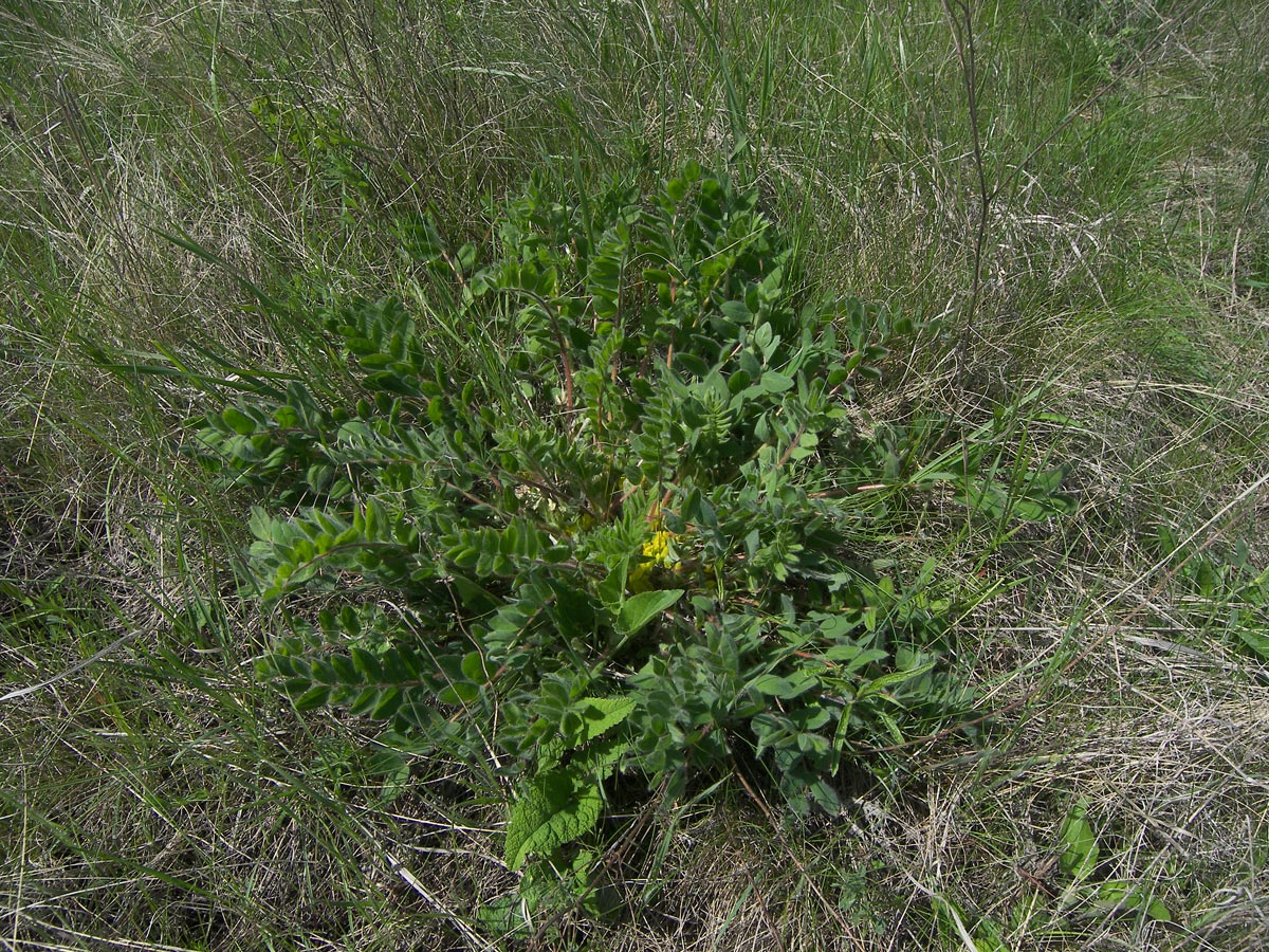 Image of Astragalus pubiflorus specimen.