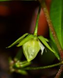 Pseudostellaria rigida. Плод. Приморский край, Тернейский р-н, окр. пгт Терней, дубовый лес вблизи морского побережья. 13.06.2016.