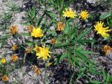 genus Hieracium. Соцветия в разной стадии развития. Мурманск, мкр-н Росляково, обочина просёлка на окраине. 02.07.2016.